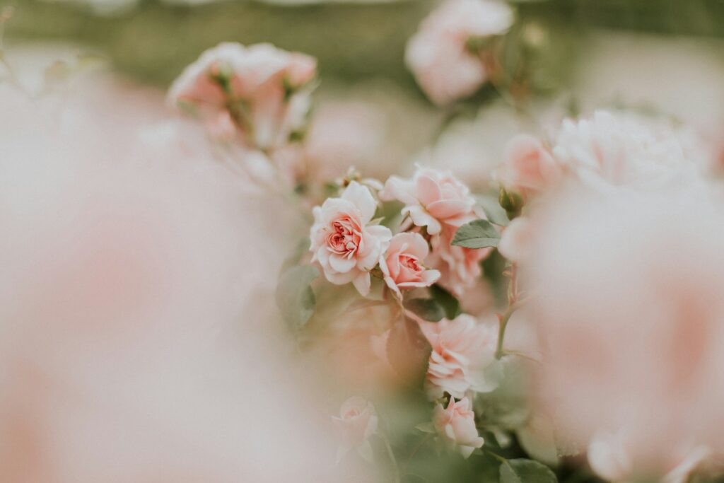 pink petaled flowers for blog post Roses in the Garden