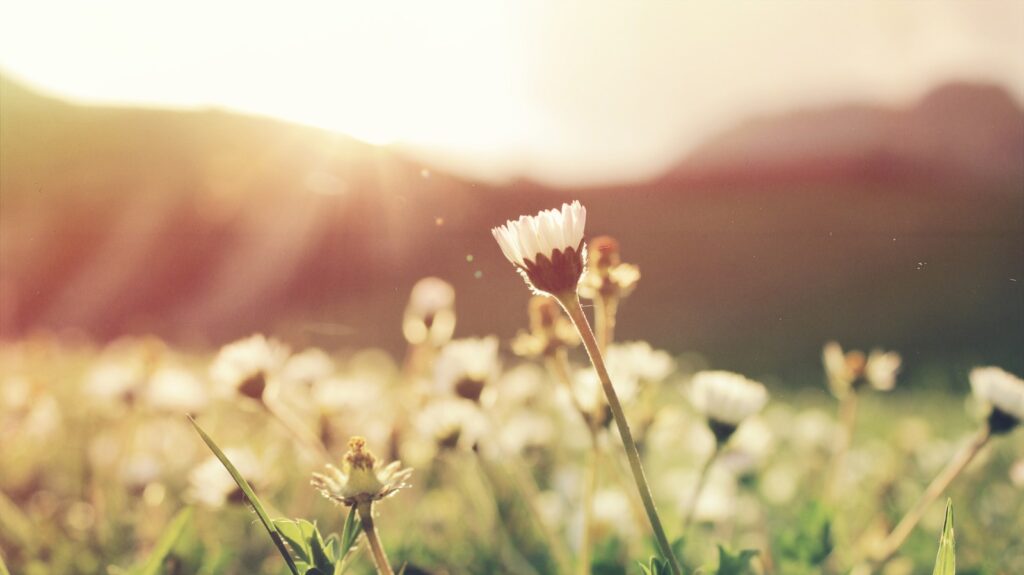 white petaled flowers for devotional The Joy of Spring