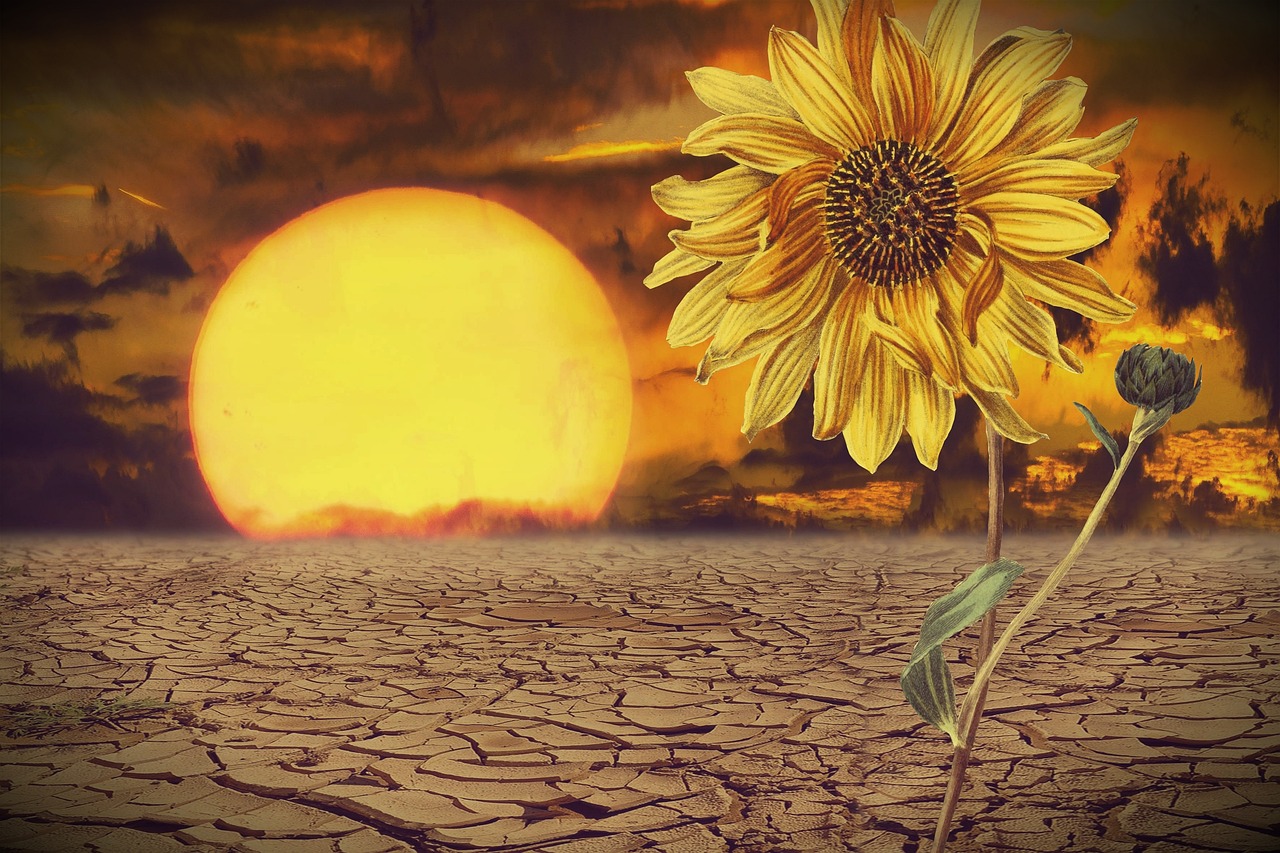 sun, sunflower, desert, yellow flower, yellow, dry, nature, summer, surreal, grunge, hot